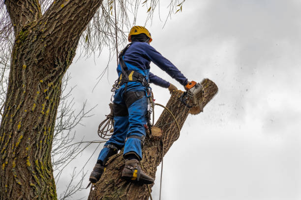 Best Commercial Tree Services  in Ele, AR